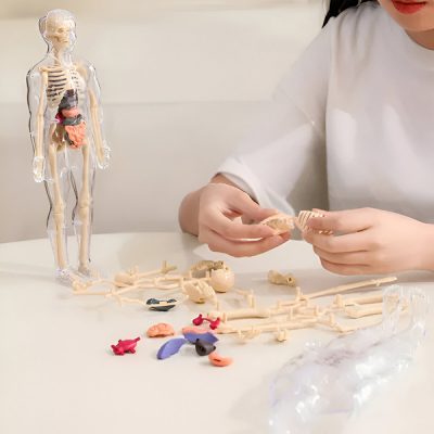 3D model za učenje anatomije človeškega telesa | FLESHTOPIA