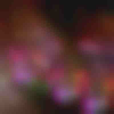 Solarne vrtne luči v obliki cvetlic | BLOSSUN